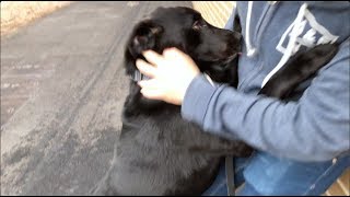 Touching moment when the labrador reunited with his Owner after the COVID19 Pandemic Lockdown