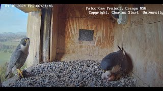 FalconCam 2024 10 04 First hatch