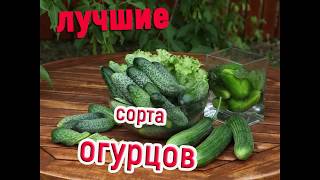 ЛУЧШИЕ СОРТА ОГУРЦОВ 2019 и результаты