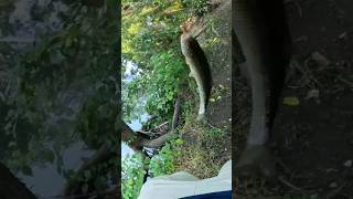 Catching Every Freshwater Fish Species Part 12! Fallfish