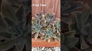 Beautiful plant with fred leaves