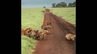 A fight between the Lion and the Hyenas.. just listen the voice