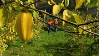 Propiedades De La Carambola Para Bajar De Peso - Para Que Sirve La Carambola