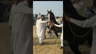 anmol hira horse nach|#horsedance #viral #top