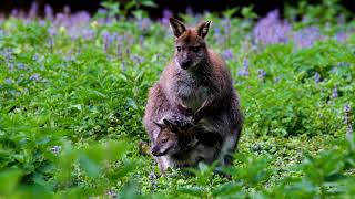 #Футаж кенгуру с сыном в австралии ◄4K•HD► #Footage kangaroo with his son in australia