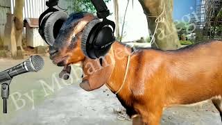 The Singing Goat (Auto Tune )