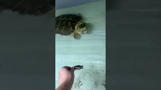 Adult vs Baby Alligator Snapping Turtle