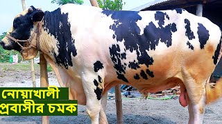 নোয়াখালী প্রবাসীর চমক ১টনের বিশাল গরু যুবরাজ big cow