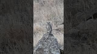 #camouflage and focus of this little #owl | #nature #wildlife #shortsvideo #shorts