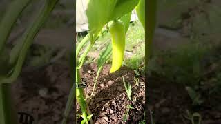 Peppers 🌶️ for picking #herbs #vegetablegarden #louisiana