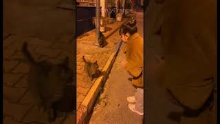 Funny animals 2023😆 - Funniest Cats Video🐈 4  #shorts  #catsoftiktok   #cats