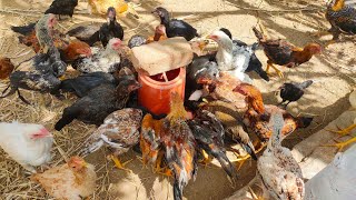 3 Months Old Pure Country Chickens - 3 மாத நாட்டுக்கோழி / A.S.Farms