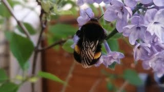 Bumblebee on lilac