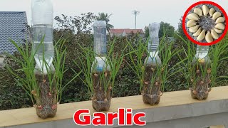 #29 Tái chế chai nhựa || trồng tỏi tại nhà không cần nưới nước || grow garlic at home without water