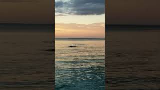 Dolphins throwing fish while sunsets at Gulf of Mexico #floridabeaches #nature #dolphinwatching