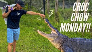 Feeding Mazuri Croc Chow