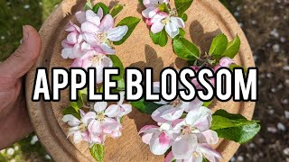 Keepers Nursery, apple blossom, variation in best colour, size, shape and timing in our collection