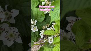 Our Blueberries and Raspberries are flowering. Soon we gonna harvest! #shorts #shortsvideo