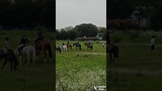 Haven't seen horses in a while #popular #fyy #shorts #short #fyp #horse #trending #viral #public