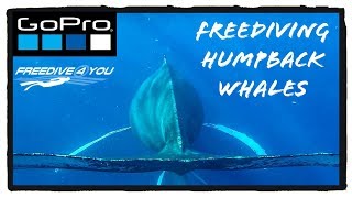 Freediving Humpback Whales | Silver Banks