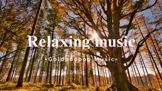 🔴깊은 휴식을 위한 가을 숲 명상 음악  🔴Autumn Forest Meditation Music for Deep Relaxation