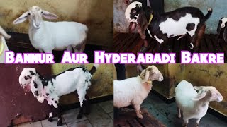 Hyderabadi Rayees Breedline| Bannur Bakre | MM Pahadi Kishanbagh |Hyderabad