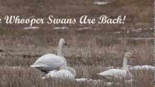 The Spring Is Near - Whooper Swans are back again!