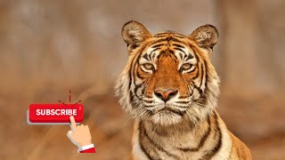 international tiger day news #mpsc #upsc #ias #marathi #latestnewstoday #drishtiias #barti