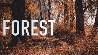 Forest | Sleep, Study, Focus - White noise 2 hour  #whitenoise #sleepsounds #studysounds