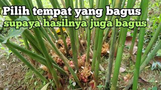 Tempat yang cocok untuk budidaya kapulaga||area bekas kolam ikan #budidayakapulaga