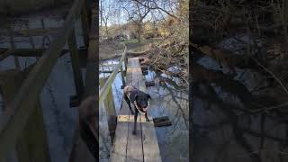 Walking over a bridge in the oxford floods with my dog Oak