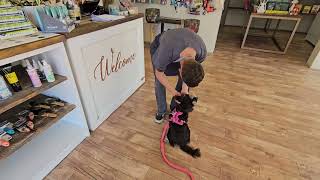 Miniature Schnauzer Visits Pampered Paws Claremont And Is Recognised