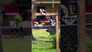 Green Parrots - Video 4 #shorts