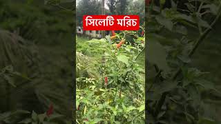 সিলেটি মরিচ একবার...... #shortvideo