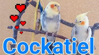 #CockatielCompanion #CuteBirds #funnyparrot  #CockatielLover #MaleCockatiel #Корелла #КореллаПоет