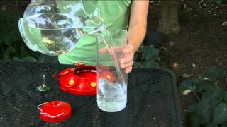 Placing Your Hummingbird Feeder