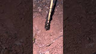 Amazing battle insect - Black ants Vs Clever cricket #shorts