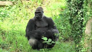 Western Lowland Gorilla, Paignton Zoo (11th July 2024)