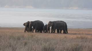 Wild elephants at Corbett Dhikala Grasslands-Corbett Jan 2023