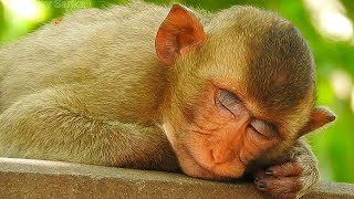 Wow so cool!! Monkey sleeping really well__Part_2