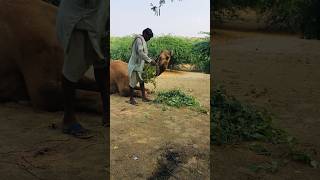 The camel is being fed by the owner's hands #shorts