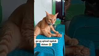 Kelakuan Kucing lucu #like #comment #kucinglucu #cat #komedi