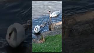 Swans on Main. Frankfurt. Germany. #spring #birds #tram #nature #garden #swan #duck #travel #goose