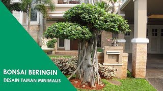 Bonsai Beringin : Desain Taman Minimalis dengan Bonsai Beringin Korea