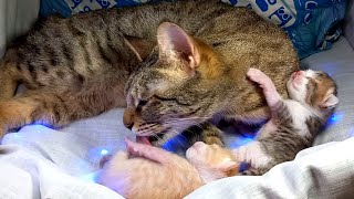 CAT GIVING BIRTH (2)