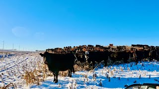 Grazing Standing Corn!