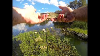 New Pond and a few dinks