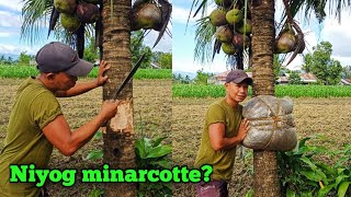 NIYOG MINARCOTTE?  PWEDE KAYA YUN? PANOORIN AT MALAMAN ANG KATOTOHANAN/ AIR LAYERING COCONUT TREE?