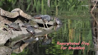 Regurgitated Frog for Breakfast