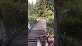 Dogs love nature walks ❤️ #dogshorts #dogvideo #dogwalk #canada